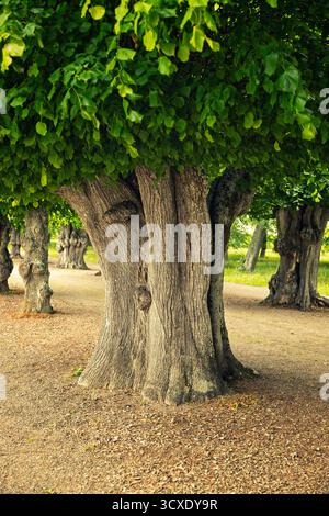 Close-up of gnarled, thick trunks of ancient linden trees lining a gravel path, forming a majestic, leafy avenue in a historic estate park. Stock Photo