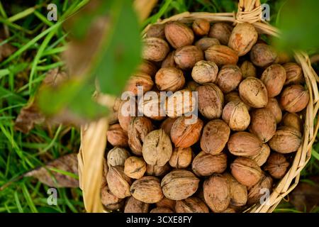 Top view of freshly harvested dry nuts in their shells in a basket, placed in the grass under the leaves of the walnut tree Stock Photo