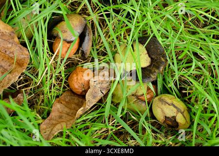 Nuts fallen on the grassy ground, with or without the blackening husk Stock Photo