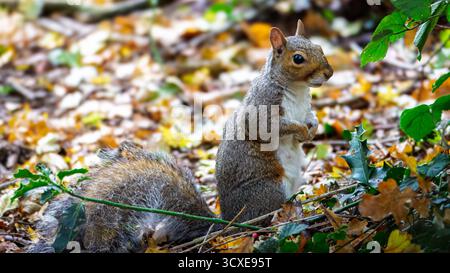 Grey Squirrel, Sciurus carolinensis, feeding on the forest floor and napping in a tree, Ensor's Pool, Warwickshire. Stock Photo