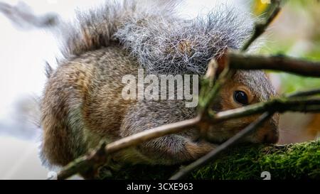 Grey Squirrel, Sciurus carolinensis, feeding on the forest floor and napping in a tree, Ensor's Pool, Warwickshire. Stock Photo