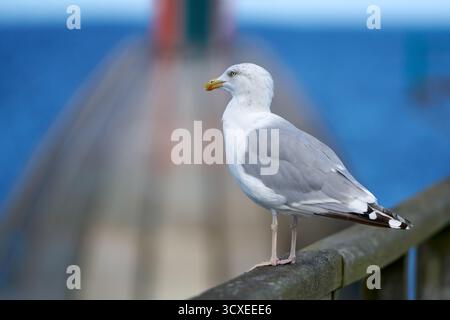 European Herring Gull (Larus argentatus) in transition to winter plumage on the railing of Zinnowitz pier, Germany Stock Photo