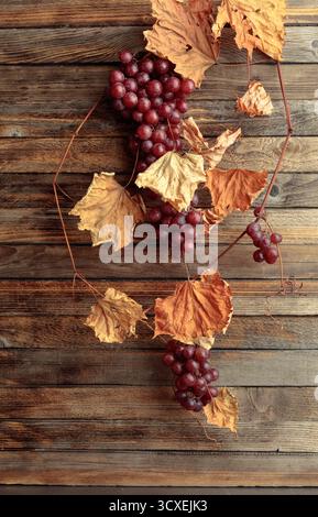 Vine with dried leaves and red grapes. Old wooden background with copy space. Stock Photo
