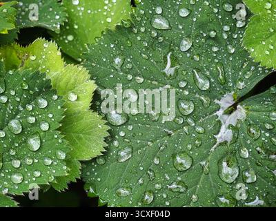 Rain drops on the green leaves of Lady's Mantle Stock Photo