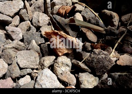 Dry brown leaves among small grey rocks Stock Photo