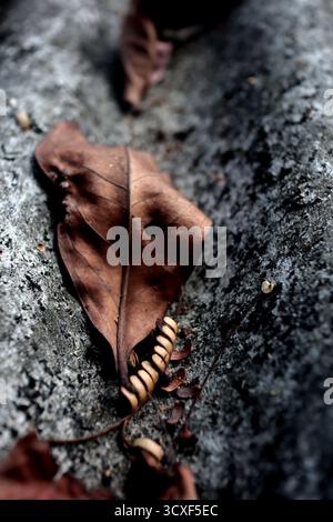 Dry leaf on a rough textured roof Stock Photo