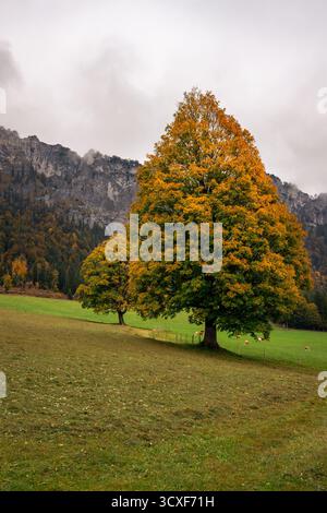 Two trees with vivid yellow foliage stand in a green alpine meadow below steep cliffs on an overcast autumn day, Tyrol, Austria. Stock Photo