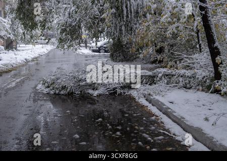 Fallen tree on road after heavy snowfall Stock Photo