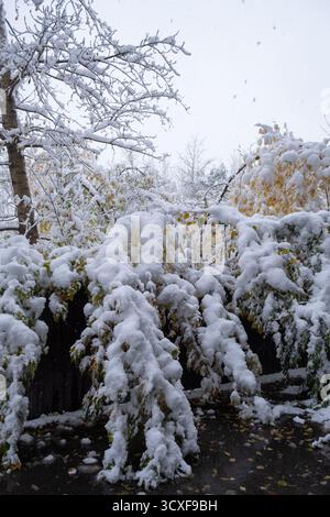 Snow covered trees and bushes in park during snowfall Stock Photo