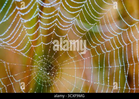 A spiders web decorated by early morning dew droplets Stock Photo