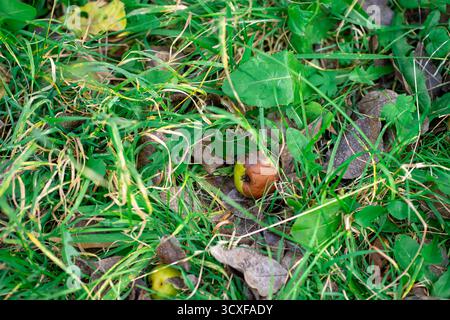 Fallen and rotten pear fruits lie in the grass in autumn. Fallen apples among autumn leaves on grass. Stock Photo