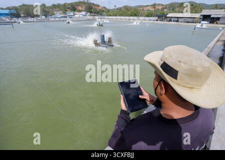 Man Uses Tablet to Monitor Shrimp Farming Stock Photo