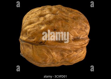 Detailed close-up of a single walnut in its shell against a dark background Stock Photo