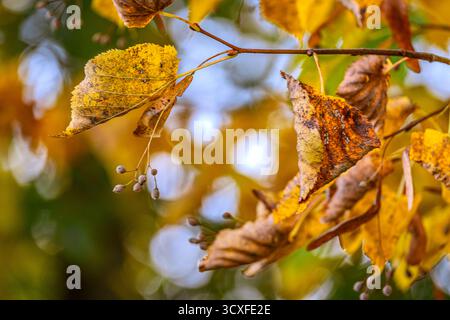 Autumn : Autumn's Lingering Grip Stock Photo