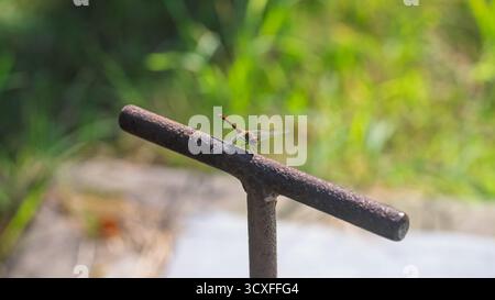 A dragonfly is basking in the sun, perched on an old, rusty metal rod. Stock Photo