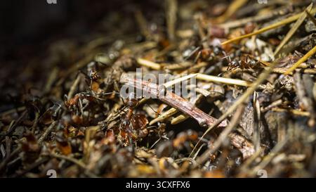 Close-up of wood ants crawling on an anthill. Stock Photo