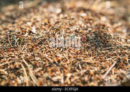 Part of a forest anthill with red ants crawling on it. Stock Photo