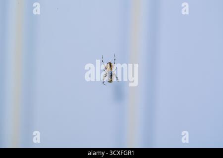 A forest spider has caught a bee or a wasp in its trap and is entangling it in its web. Stock Photo