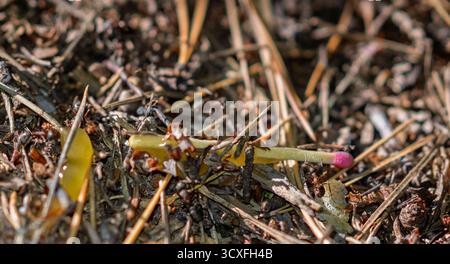 A red wood ant examines a match that has fallen on an anthill. Stock Photo