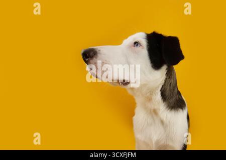 Profile puppy dog looking away begging and attentive expression face. Isolated on yellow background Stock Photo