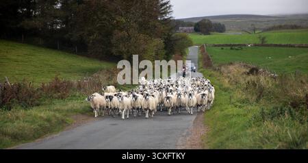 Sheep being herded along a country road near Brampton in Cumbria, north west England Stock Photo