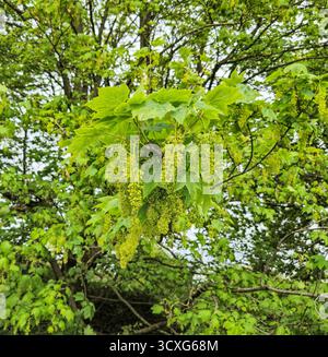 Flowers of the Sycamore (Acer pseudoplatanus) tree. Large flower racemes. England, UK Stock Photo