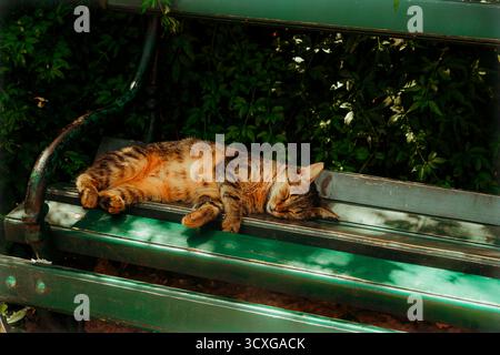 Tabby cat sleeping peacefully on a green bench in a sunny garden Stock Photo