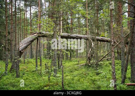 Fallen Tree Creating an Archway in a Green Pine Forest Stock Photo