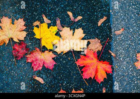 Brightly colored maple leaves fallen on dark asphalt in autumn rain Stock Photo