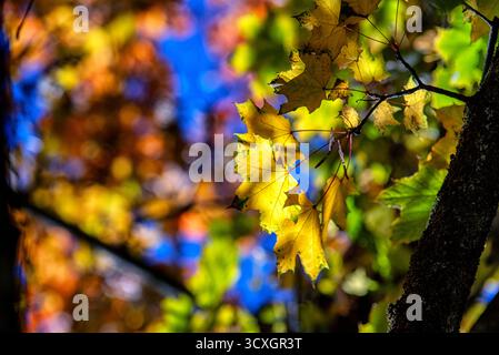 Close up of yellow maple leaves in autumn sunlight with vibrant blurred background and blue sky, natural seasonal foliage scene perfect for fall desig Stock Photo