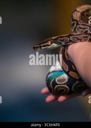 Exotic pet love! Ball python coils gently in a handler's hands. Captive-bred reptile detail and safe handling. Stock Photo