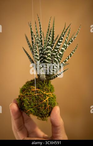 Hanging kokedama with zebra Haworthia, minimalist plant decor for modern interiors Stock Photo