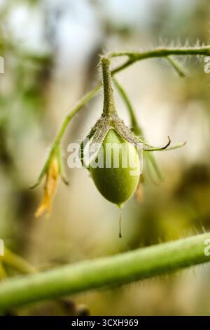 Close-up of a single green tomato growing on the vine in a garden, showcasing the early stages of fruit development in nature. Stock Photo