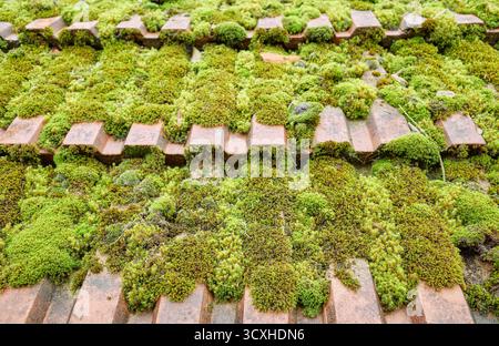 Old ceramic roof tiles covered with moss, selective focus. Stock Photo