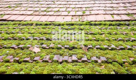 Old ceramic roof tiles covered with moss, selective focus. Stock Photo