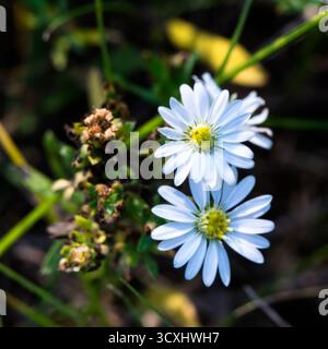 Plants in fall Stock Photo