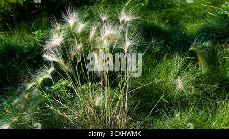 Plants in fall Stock Photo