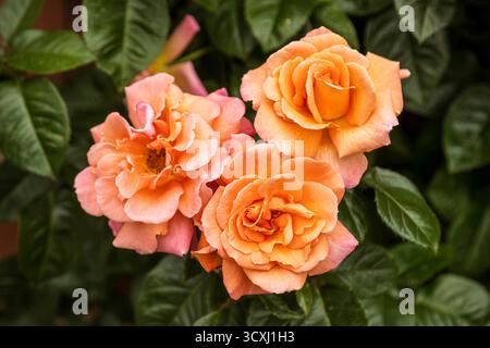 Fading blooms of three roses (Rosa 'Gertrude Jekyll'). Stock Photo