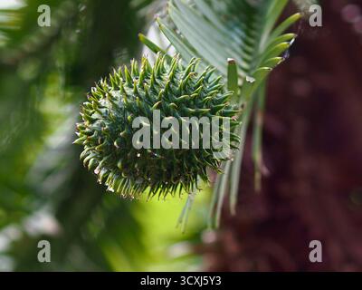 Gorgeous flourishing Wollemi Pine cone in lush thriving growth. Stock Photo