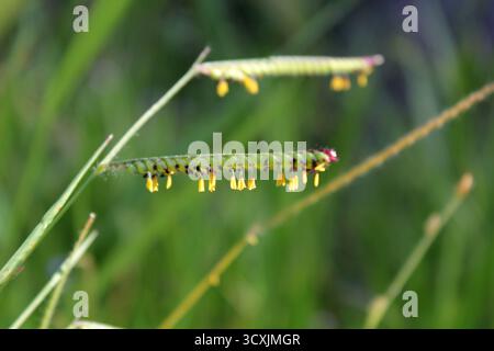 Seeds on a Paspalum grass stem with a blurred green background Stock Photo