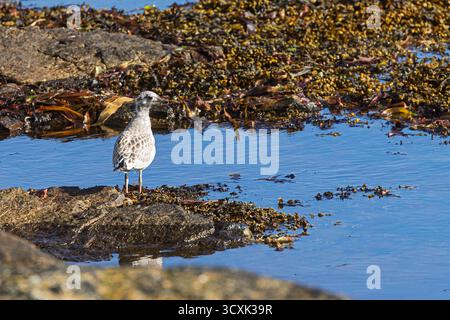 A juvenile herring gull (Larus argentatus) with mottled brown plumage stands alert on coastal rocks covered with seaweed, surrounded by shallow blue w Stock Photo