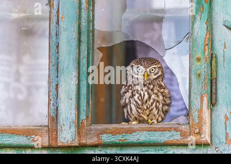 little owl (Athene noctua) in the broken window Stock Photo