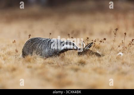 old European badger (Meles meles) found a dead rabbit Stock Photo
