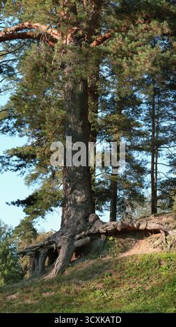 Large odl wild pine tree growing in summer forest in Russia Stock Photo