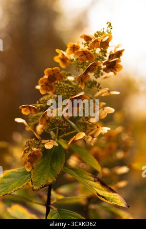 Dried hydrangea (Hydrangea macrophylla) blossoms in warm autumn sunlight. Their faded petals glow softly in golden tones Stock Photo