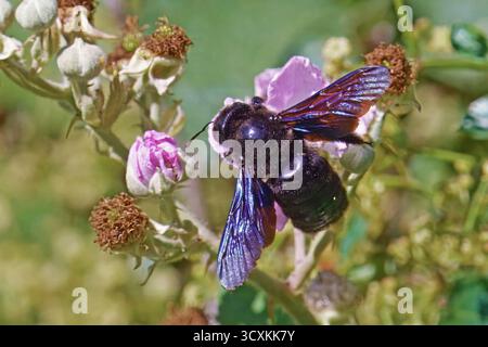 specimen of violet carpenter bee feeds the pollen on a wild blackberry flower Stock Photo