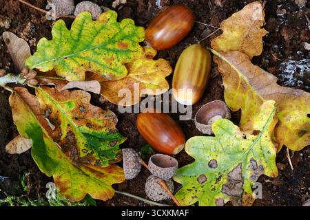 oak acorns in autumn Stock Photo