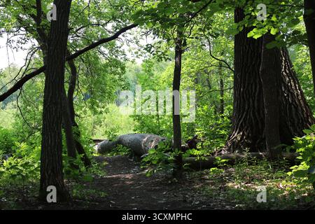 thick fallen tree trunk, log lying in shade on boreal forest floor, rich greenery, sunshine (summer, sunny, green) Stock Photo