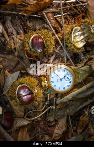 Autumn time picture. Pocket watch laid on autumn leaves and open chestnuts on the ground. Stock Photo