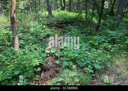 decaying, rotting fallen tree trunk in scattered summer sunshine fading into dense green boreal forest undergrowth Stock Photo